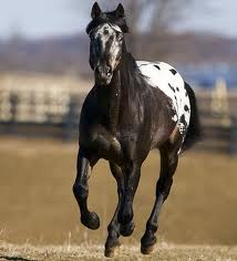 What are Equestrian Hairnets? 