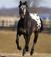 What are Equestrian Hairnets? 